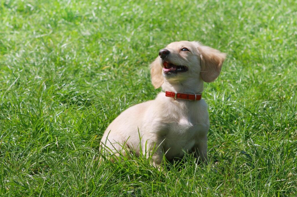 puppy on a potty training break in yard