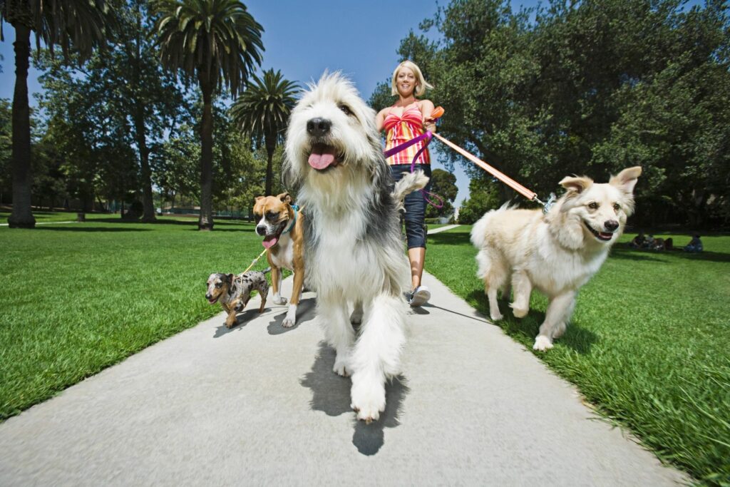 Train dog to outlet walk without leash